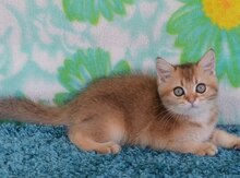 Британские котята