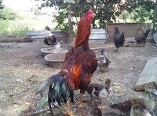 Heyratı xoruz