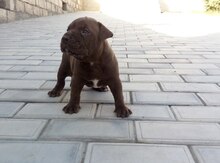 Pitbul