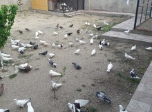 Göyərçinlər
