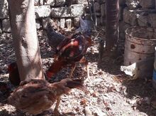 Heyratı xoruzu