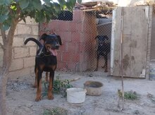 Doberman