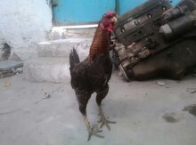 Heyratı xoruz