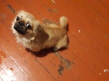 Pekines
