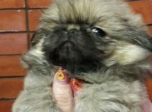 Pekines