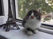 Котенок в добрые руки