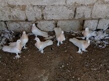 Göyərçinlər
