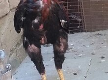 Heyratı