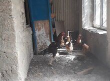 Heyratı xoruz