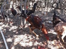 Heyratı xoruz