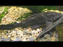 Akvarium və balıqlar