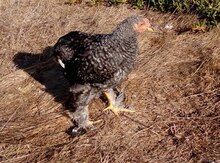 Brahma blue partridge