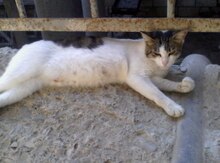 Pişik