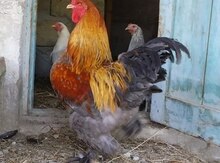 Brama toyuqları