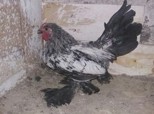 Yaponka xoruz