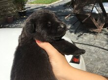 Alman ovçarkası balaları