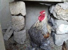 Brama toyuqları
