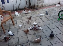 Göyərçinlər