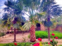 Palma ağacı