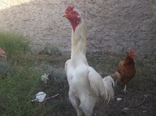 Heyratı