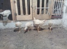 Heyratı becələri