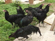"Sumatra" toyuqları