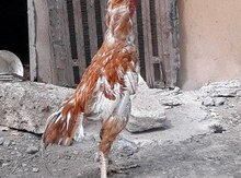 Heyrati