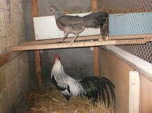 Feniks toyuqları