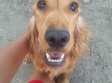 Koker spaniel