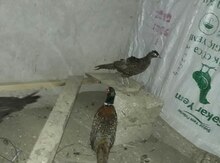 Qırqovul