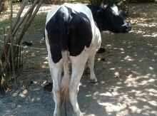 İnək