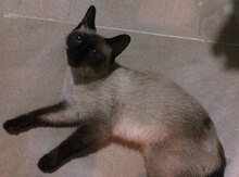 Siam pişiyi