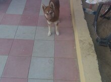 Haski