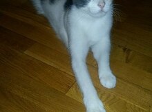 Кошечка в добрые руки