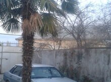Palma ağacı