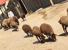 Qoyunlar