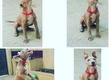 Pitbul