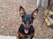 Doberman