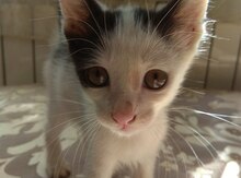 Котенок в добрые руки