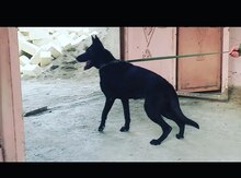 Alman ovçarkası (cütləşdimək üçün)