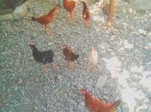 Toyuqlar