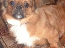 Pekines