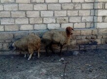Qoyun və keçilər