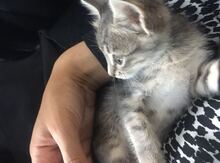 Котенок в добрые руки