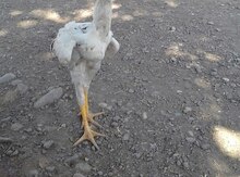 Heyrati beçə