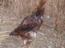 Heyrati quşu