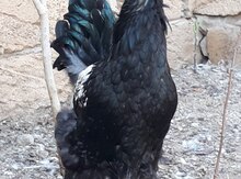 Brama xoruzu