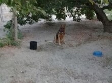 Alman ovçarkası