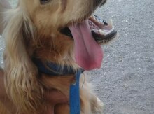 Koker spaniel