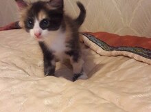 Pişik balası etibarlı əllərə verilir